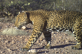 Image from Northern Jaguar Project http://www.northernjaguarproject.org/